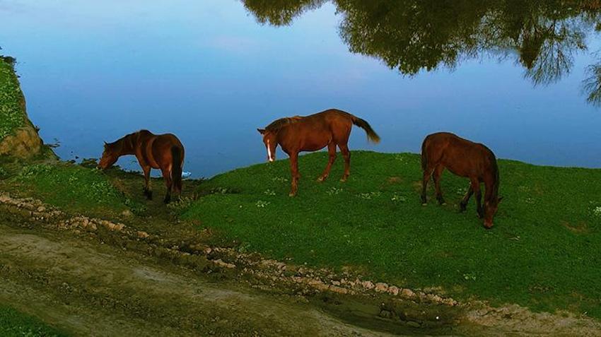 Kızılırmak Deltası Kuş Cenneti'ndeki göller, sonbahar yağışlarıyla dolmaya başladı!