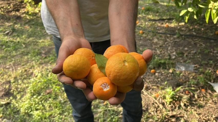 Ücretsiz meyveyi duyan oraya akın etti! Dalından tek tek topladılar