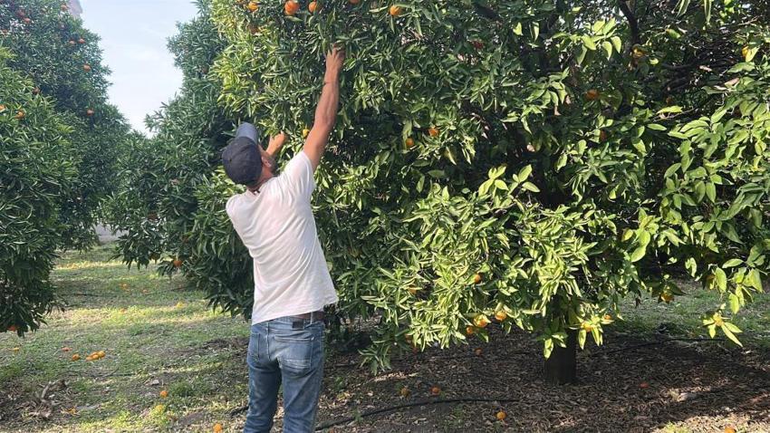 Ücretsiz meyveyi duyan oraya akın etti! Dalından tek tek topladılar