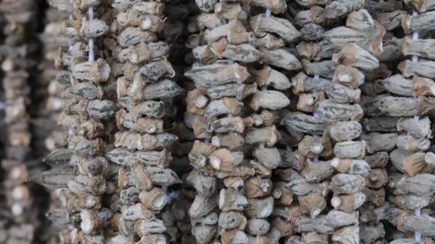 Şehir dışından Gaziantep'e gelip kilolarca alıyorlar! Talep arttı, kilosu 2 bin liradan satılıyor