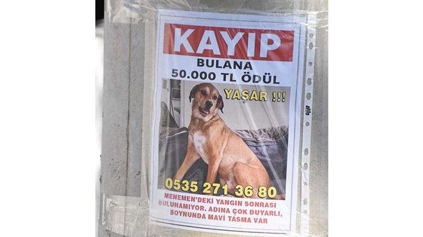 İzmir'de köpeğini kaybeden kadın bulana büyük para ödülü verecek!