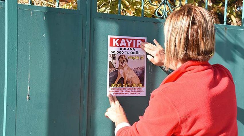 İzmir'de köpeğini kaybeden kadın bulana büyük para ödülü verecek!
