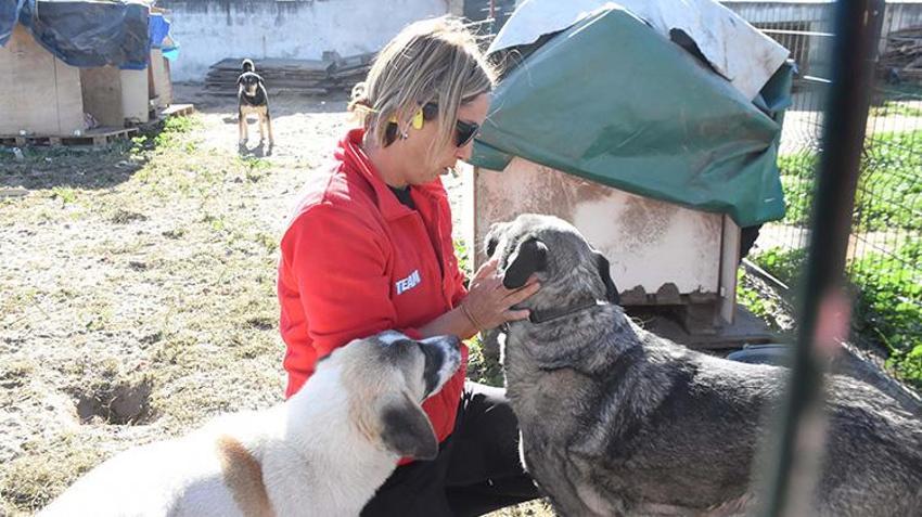 İzmir'de köpeğini kaybeden kadın bulana büyük para ödülü verecek!