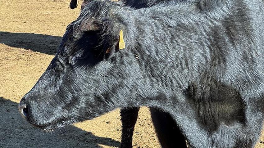 Ardahan'da büyükbaş hayvan destekleri devam ediyor! Hayvanlar tek tek ailelere dağıtılıyor