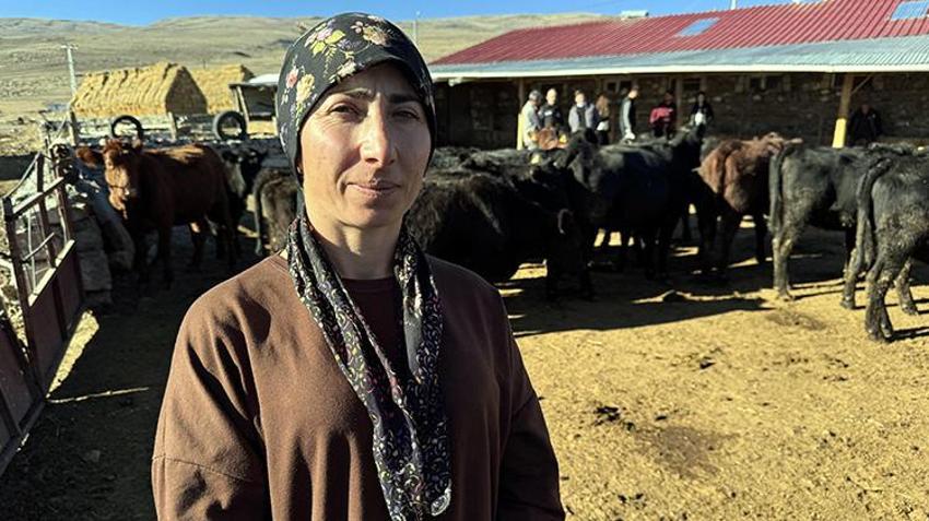Ardahan'da büyükbaş hayvan destekleri devam ediyor! Hayvanlar tek tek ailelere dağıtılıyor