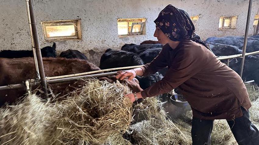 Ardahan'da büyükbaş hayvan destekleri devam ediyor! Hayvanlar tek tek ailelere dağıtılıyor
