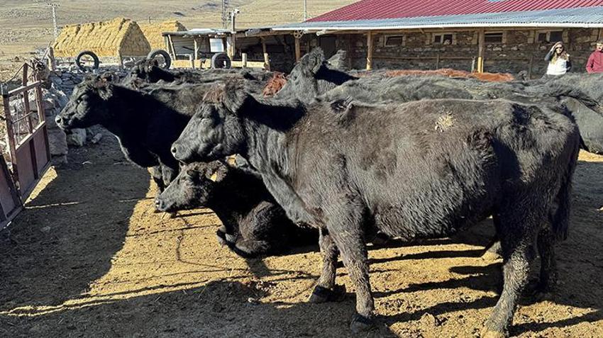 Ardahan'da büyükbaş hayvan destekleri devam ediyor! Hayvanlar tek tek ailelere dağıtılıyor