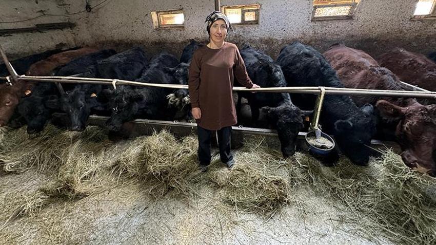 Ardahan'da büyükbaş hayvan destekleri devam ediyor! Hayvanlar tek tek ailelere dağıtılıyor