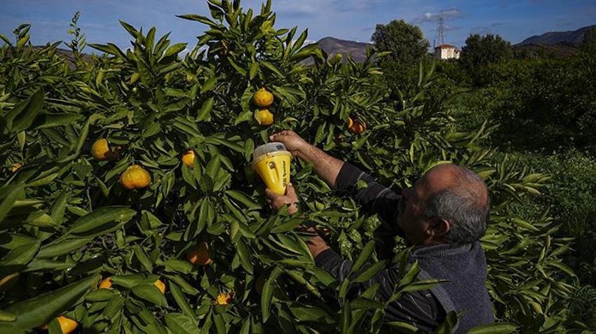 Zehirsiz mücadelede rekor artış! İzmir'de mandalina bahçelerine 51 bin tuzak kuruldu: Üretimde kimyasal ilaç dönemi bitiyor