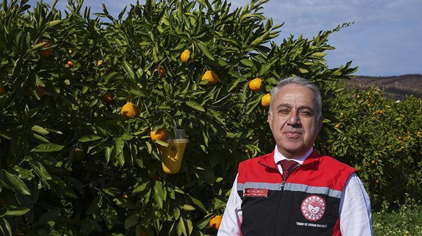 Zehirsiz mücadelede rekor artış! İzmir'de mandalina bahçelerine 51 bin tuzak kuruldu: Üretimde kimyasal ilaç dönemi bitiyor