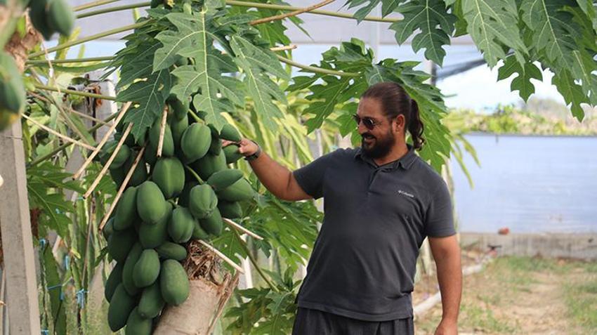 Adanalı girişimciden tropikal meyvede AR-GE devrimi! Serasındaki kovanlarla hem nektar fazlalığı sorununu çözdü hem de bal üretti