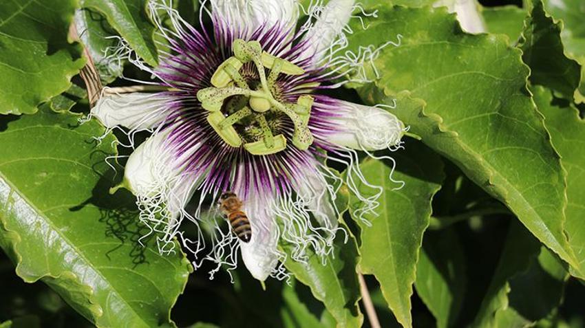 Adanalı girişimciden tropikal meyvede AR-GE devrimi! Serasındaki kovanlarla hem nektar fazlalığı sorununu çözdü hem de bal üretti