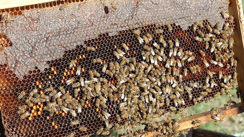 Adanalı girişimciden tropikal meyvede AR-GE devrimi! Serasındaki kovanlarla hem nektar fazlalığı sorununu çözdü hem de bal üretti