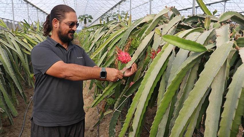 Adanalı girişimciden tropikal meyvede AR-GE devrimi! Serasındaki kovanlarla hem nektar fazlalığı sorununu çözdü hem de bal üretti
