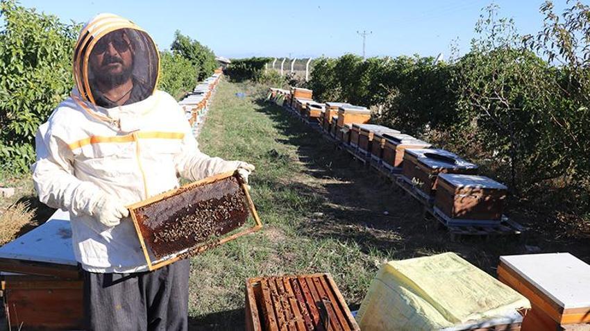 Adanalı girişimciden tropikal meyvede AR-GE devrimi! Serasındaki kovanlarla hem nektar fazlalığı sorununu çözdü hem de bal üretti