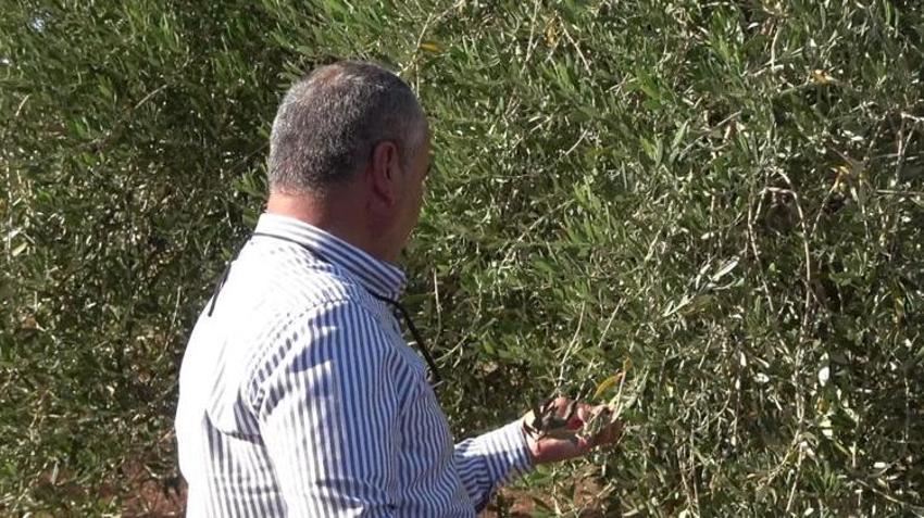 Şırnak'ta zeytini don vurdu! Çiftçi bu yıl ürün alamadı