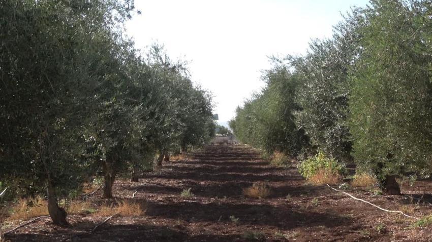 Şırnak'ta zeytini don vurdu! Çiftçi bu yıl ürün alamadı