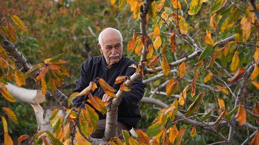 İzmir'de 20 yıllık emeği bir gecede yok ettiler! Emekli çiftçi gözyaşları içinde anlattı: 'Evladımız gibi büyütmüştük'