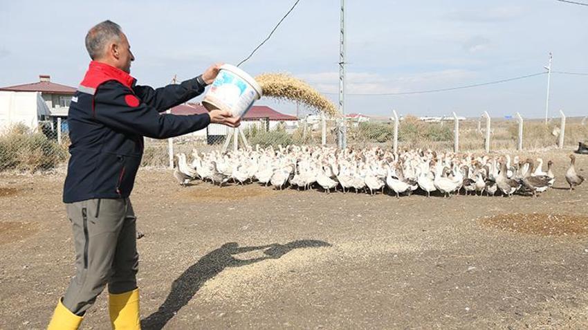Türkiye'nin ihtiyacının yüzde 40'ını karşılıyor: Nesli yok olma tehlikesi geçiriyordu, şimdi yılda 2 buçuk milyon üretiliyor!
