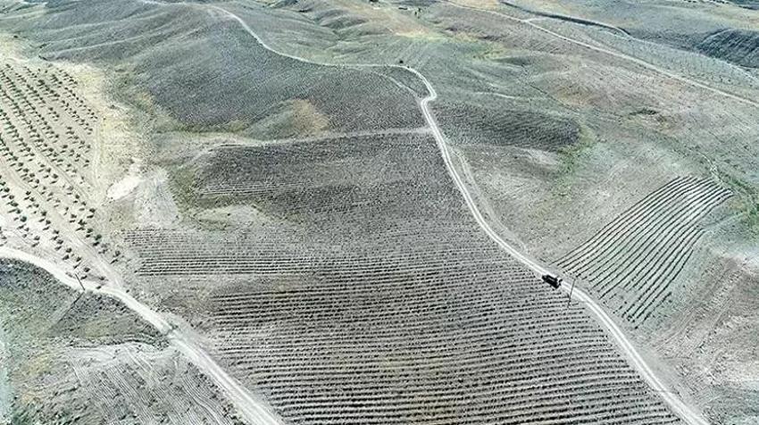 Malatya'da kayısının yerine alternatif buldu: İnternetten öğrendi! Yağı, suyu paraya dönüşüyor!