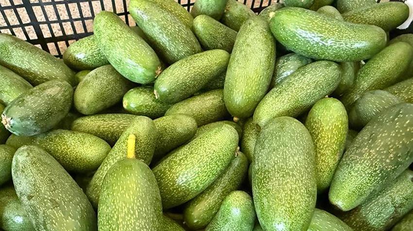 Türkiye'de ihtiyacın yüzde 65'ini tek başına karşılıyor! Rekolte 150 milyon adedi bulacak: İhracat Rusya ve Orta Doğu'ya uzandı