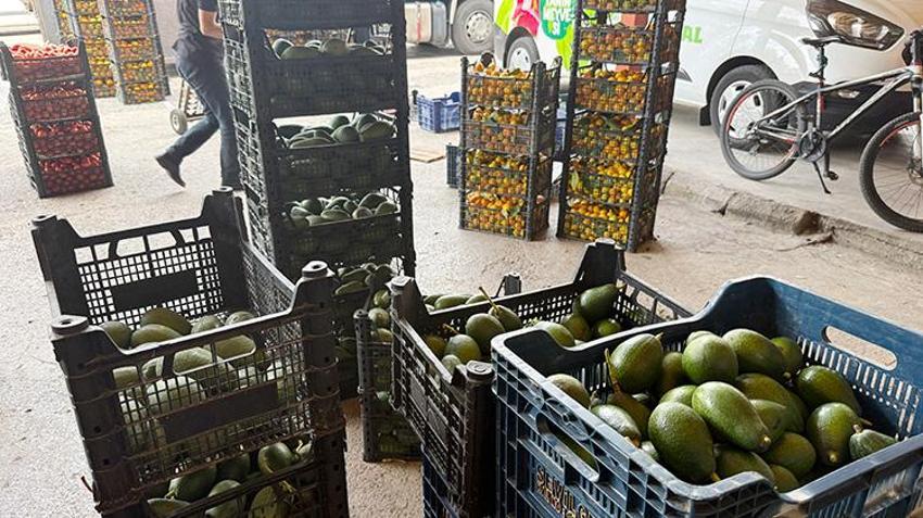 Türkiye'de ihtiyacın yüzde 65'ini tek başına karşılıyor! Rekolte 150 milyon adedi bulacak: İhracat Rusya ve Orta Doğu'ya uzandı