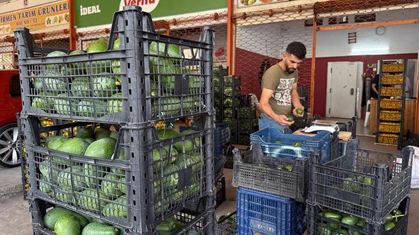 Türkiye'de ihtiyacın yüzde 65'ini tek başına karşılıyor! Rekolte 150 milyon adedi bulacak: İhracat Rusya ve Orta Doğu'ya uzandı