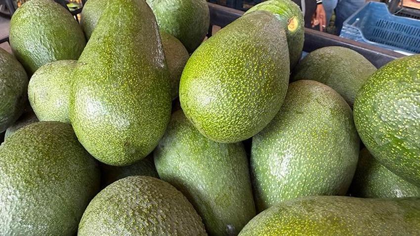 Türkiye'de ihtiyacın yüzde 65'ini tek başına karşılıyor! Rekolte 150 milyon adedi bulacak: İhracat Rusya ve Orta Doğu'ya uzandı