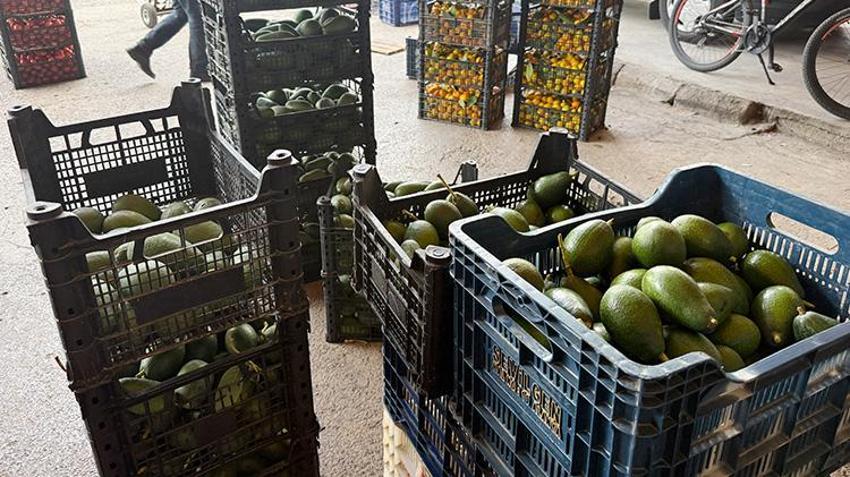 Rekolte beklentisi 150 milyon adet! Alanya üretimde kendini aştı