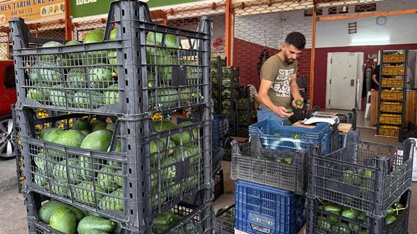 Rekolte beklentisi 150 milyon adet! Alanya üretimde kendini aştı