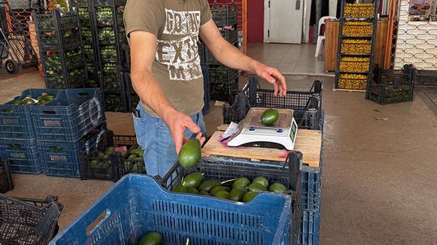 Rekolte beklentisi 150 milyon adet! Alanya üretimde kendini aştı