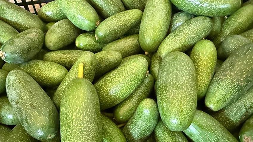 Rekolte beklentisi 150 milyon adet! Alanya üretimde kendini aştı