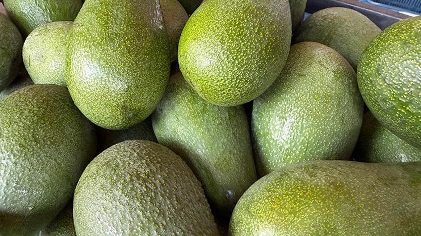 Rekolte beklentisi 150 milyon adet! Alanya üretimde kendini aştı