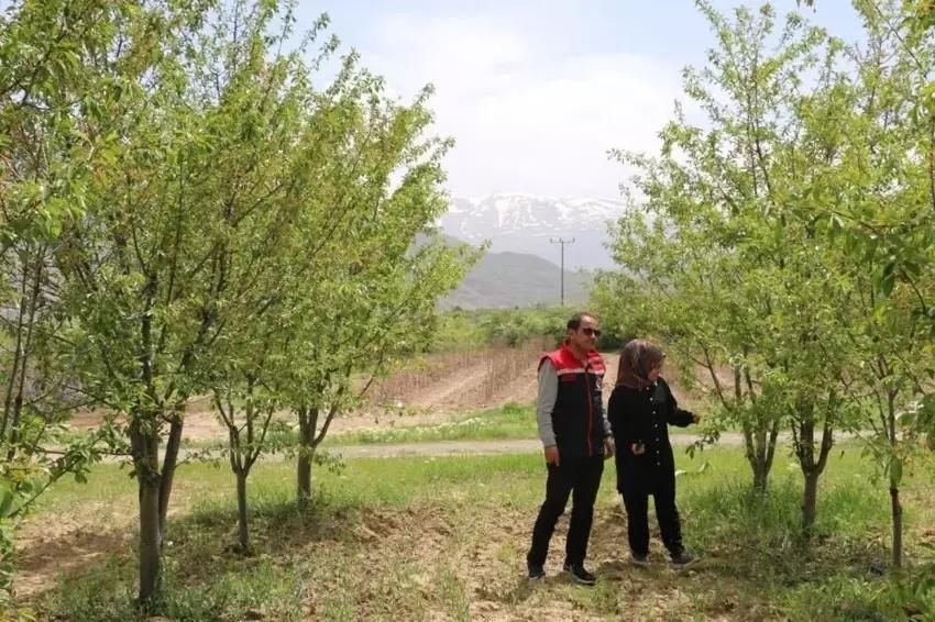 Türk cerrah Erzincan'da yeni üretim modeli buldu: Köyde 400 dekarı kapattı, fabrikalara satıyor