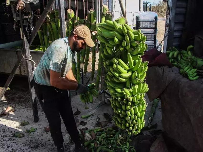 Yılda 6 kez hasat olunca Adanalı çiftçilerin gözleri parladı! Kış için alternatif ürünü buldular