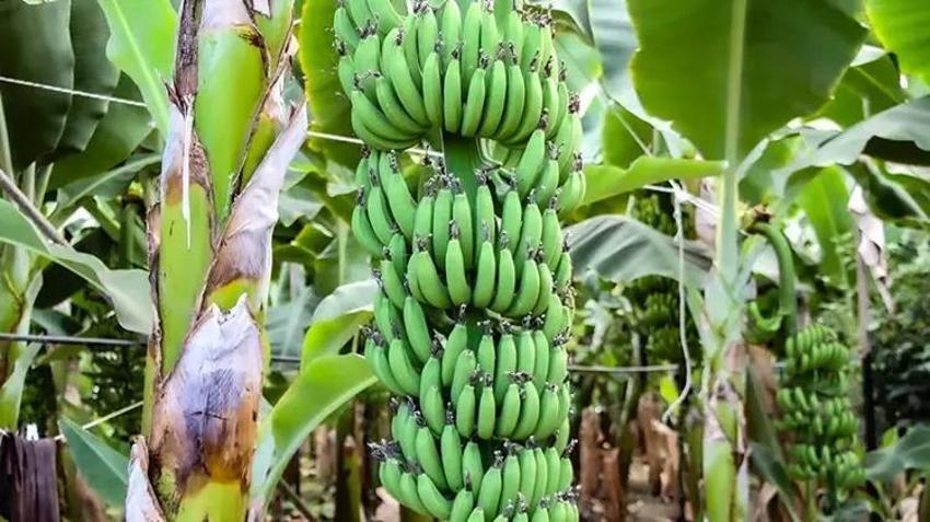 Yılda 6 kez hasat olunca Adanalı çiftçilerin gözleri parladı! Kış için alternatif ürünü buldular