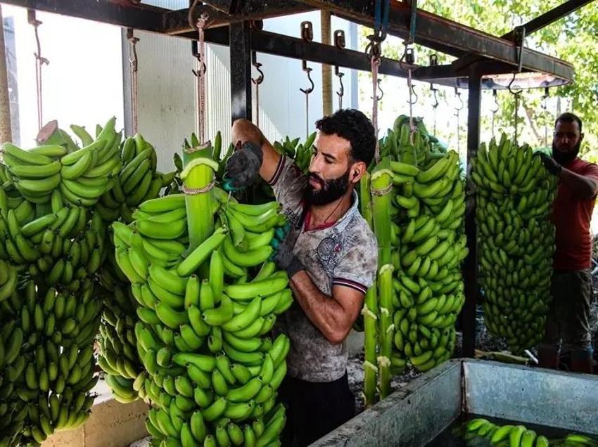 Yılda 6 kez hasat olunca Adanalı çiftçilerin gözleri parladı! Kış için alternatif ürünü buldular