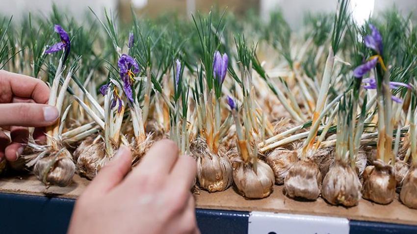 Konyalı ziraat mühendisi tarımda devrim yaptı! 1 milyon TL kazanıyor