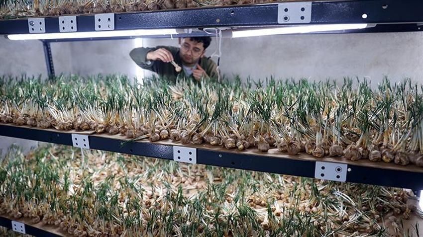 Konyalı ziraat mühendisi tarımda devrim yaptı! 1 milyon TL kazanıyor