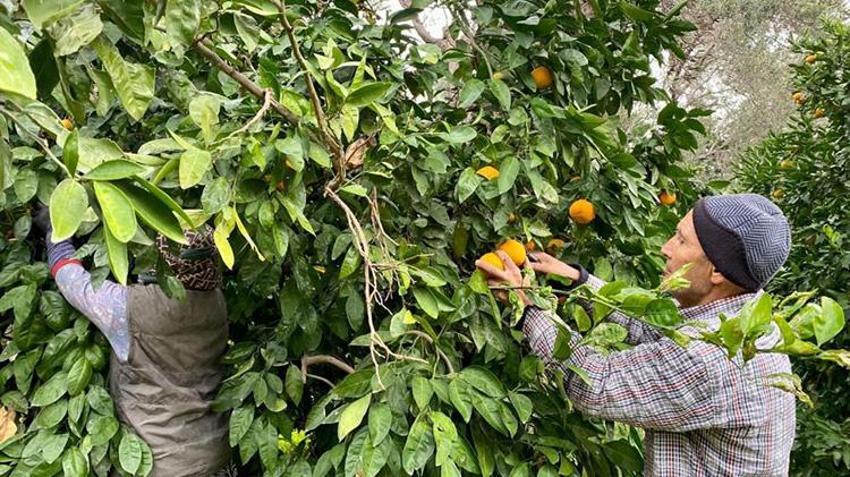 Balıkesir'in altın meyvesi! Sadece burada yetişiyor: Hasada tam gaz devam, lezzeti tescilli o ürün kapış kapış gidiyor