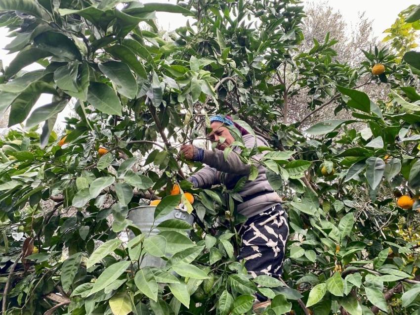 Balıkesir'in altın meyvesi! Sadece burada yetişiyor: Hasada tam gaz devam, lezzeti tescilli o ürün kapış kapış gidiyor