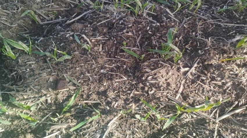 Tekirdağ'da hububat tarlalarında gizli tehlike! Yetkililer uyardı: Görürseniz hemen arayın