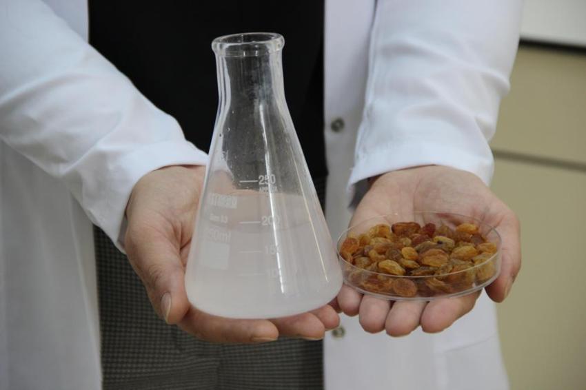 Türkiye'yi tehdit eden risk ortadan kalkıyor! 500 milyon dolarlık ihracat 'Mayalarla' kurtuluyor: TÜBİTAK destekli biyolojik savaş başladı