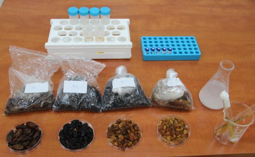 Türkiye'yi tehdit eden risk ortadan kalkıyor! 500 milyon dolarlık ihracat 'Mayalarla' kurtuluyor: TÜBİTAK destekli biyolojik savaş başladı