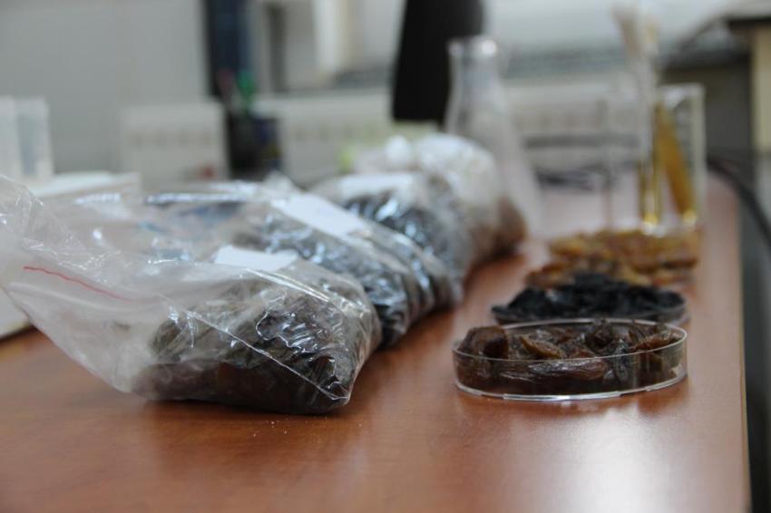 Türkiye'yi tehdit eden risk ortadan kalkıyor! 500 milyon dolarlık ihracat 'Mayalarla' kurtuluyor: TÜBİTAK destekli biyolojik savaş başladı