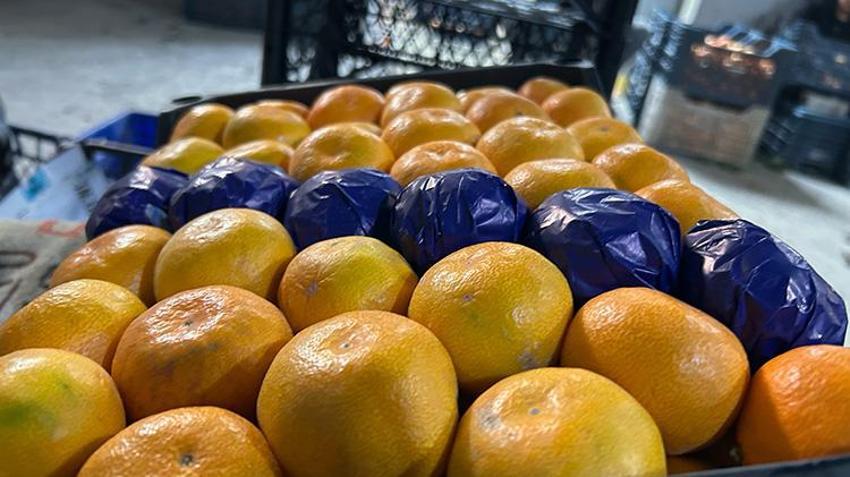 Çözüm dalında kalan mandalinada! Samandağ Belediyesi'nden üreticiye destek: Meyve suyu üretim tesisi geliyor