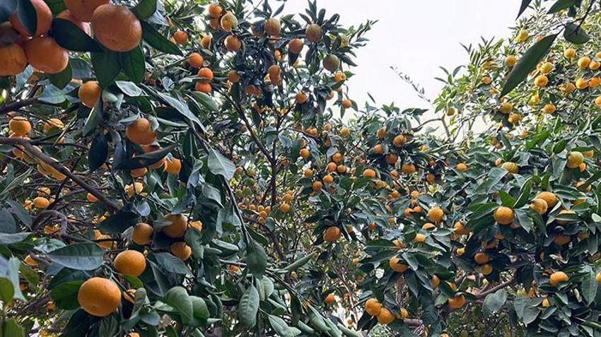 Çözüm dalında kalan mandalinada! Samandağ Belediyesi'nden üreticiye destek: Meyve suyu üretim tesisi geliyor