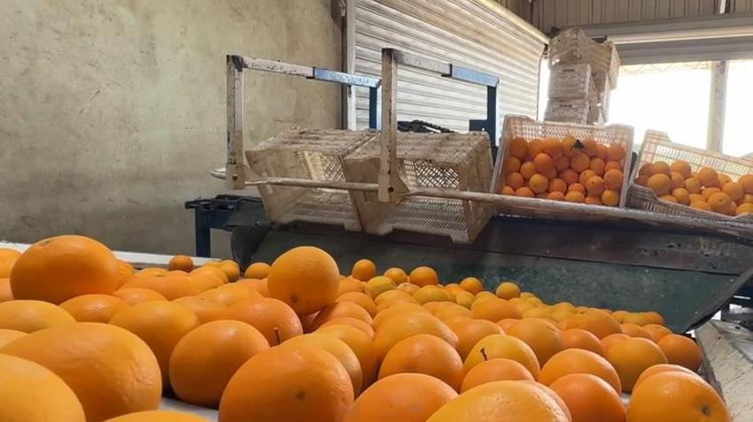 Antalya'da hasat başladı! Günde 500 ton toplanıyor! Yurt dışından sipariş yağıyor