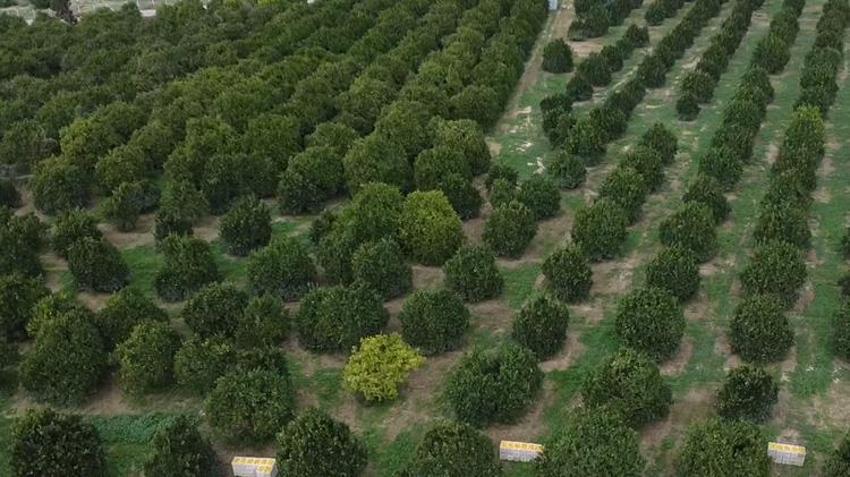 Antalya'da hasat başladı! Günde 500 ton toplanıyor! Yurt dışından sipariş yağıyor