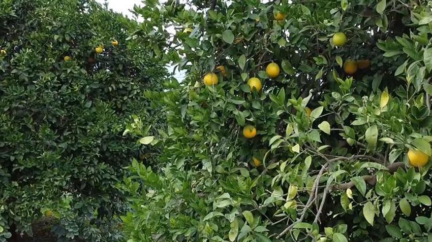 Antalya'da hasat başladı! Günde 500 ton toplanıyor! Yurt dışından sipariş yağıyor